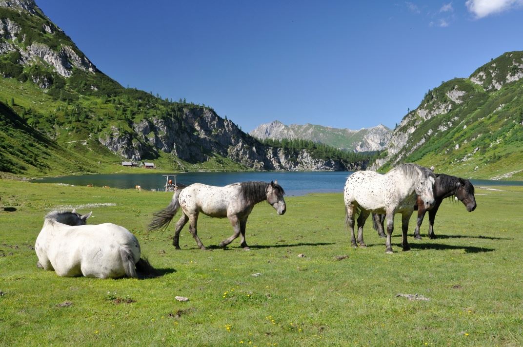 Schwabalm-Tappenkarsee-Haselstein-Karteistörl-Draugsteintörl-Tappenkarsee-Schwabalm